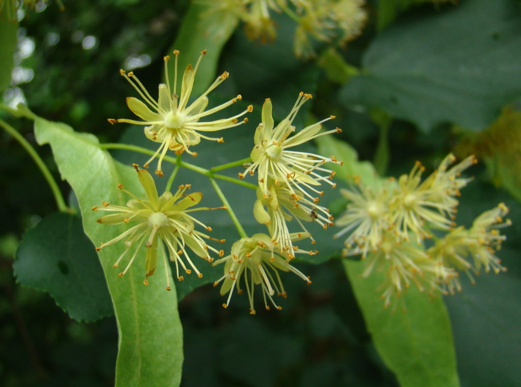 American Basswood Tilia Americana Casey Trees