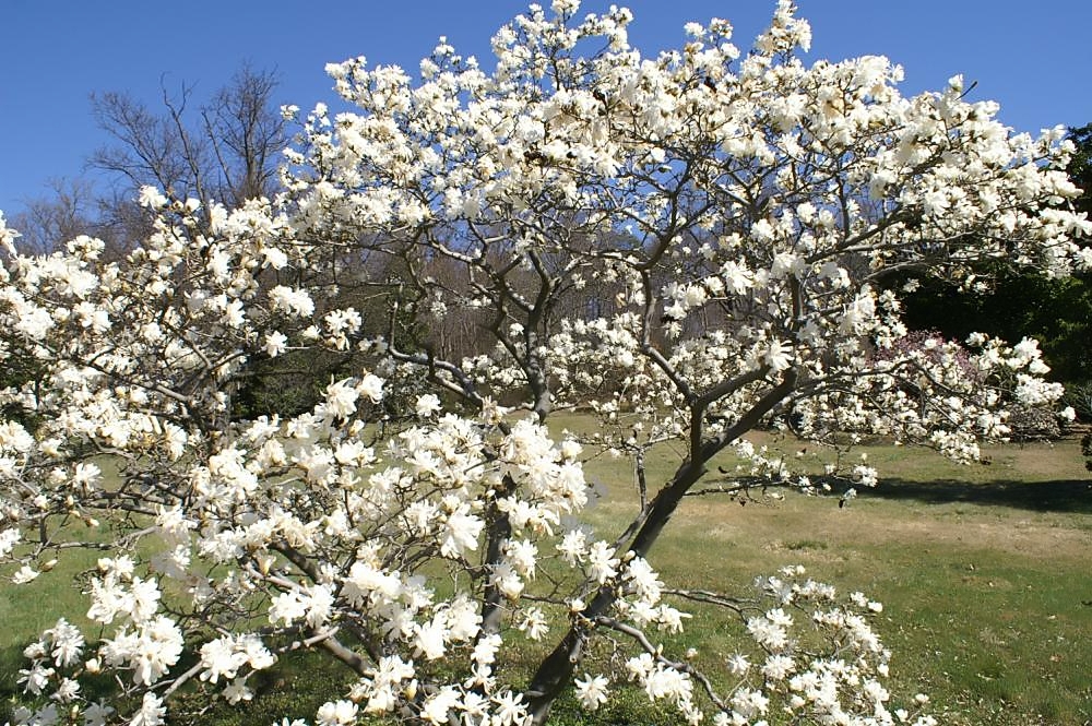 saucer magnolia bark