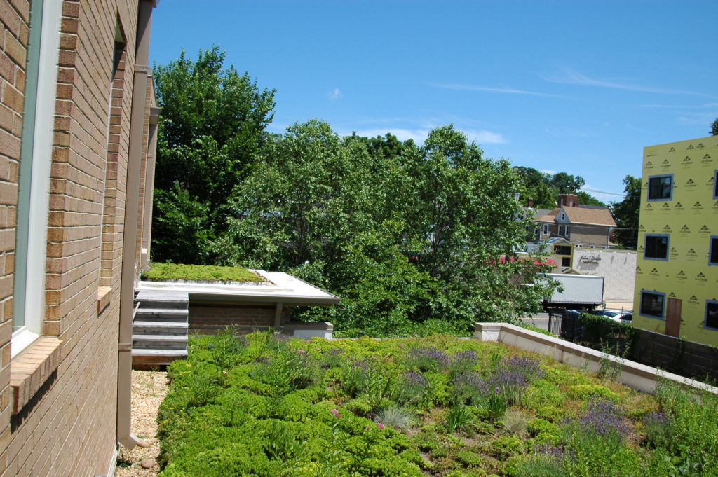 Green roof at Casey Trees