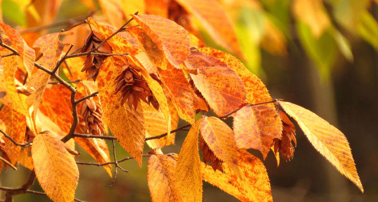 American Hophornbeam | Casey Trees