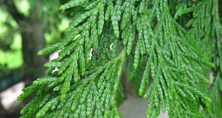 Red Cedar | Casey Trees