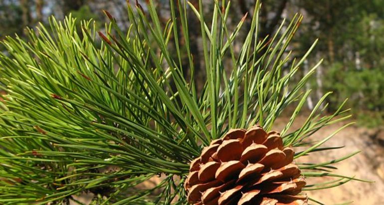 Pitch Pine | Casey Trees