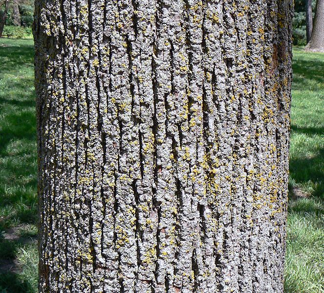 american linden tree