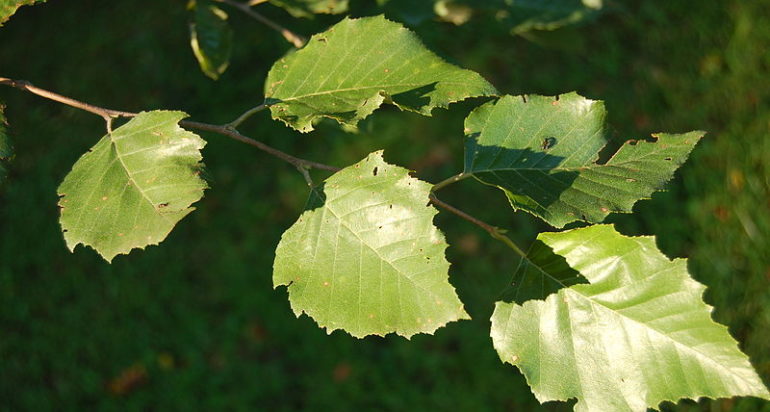 River Birch | Casey Trees