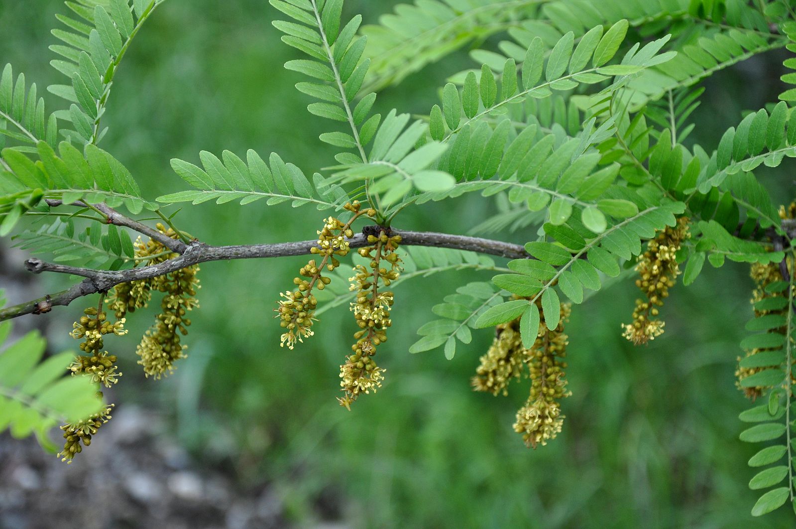 tree of the month: honey locust - casey trees