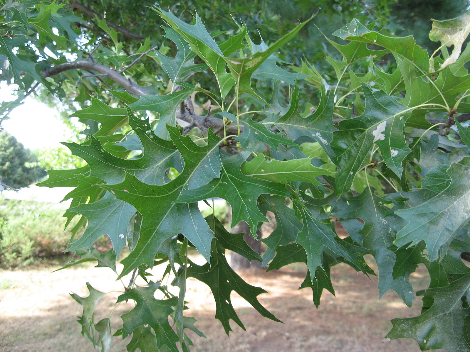 Pin Oak - Casey Trees