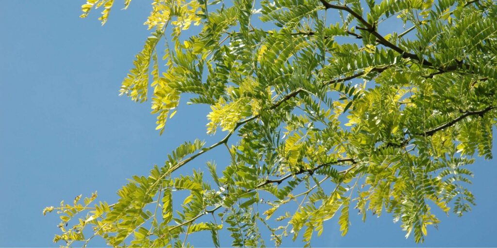 Leaves of the honeylocust tree.
