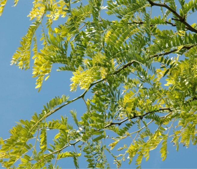 Leaves of the honeylocust tree.