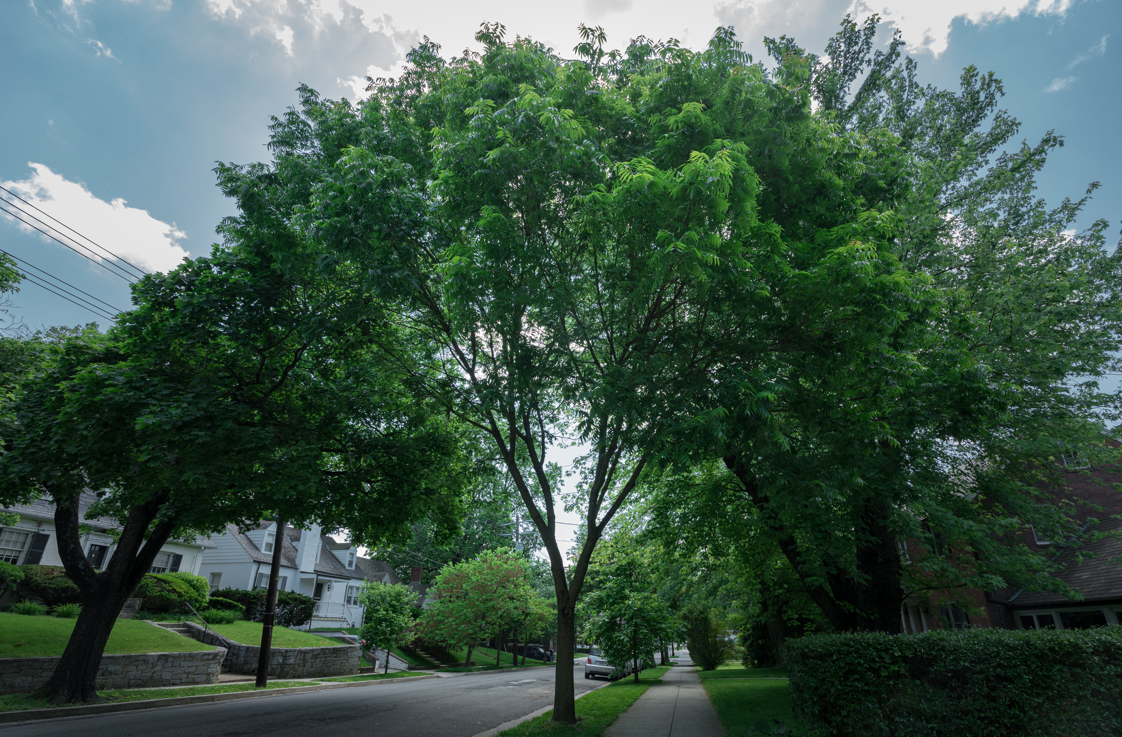trees of the urban forest, near homes on residential streets