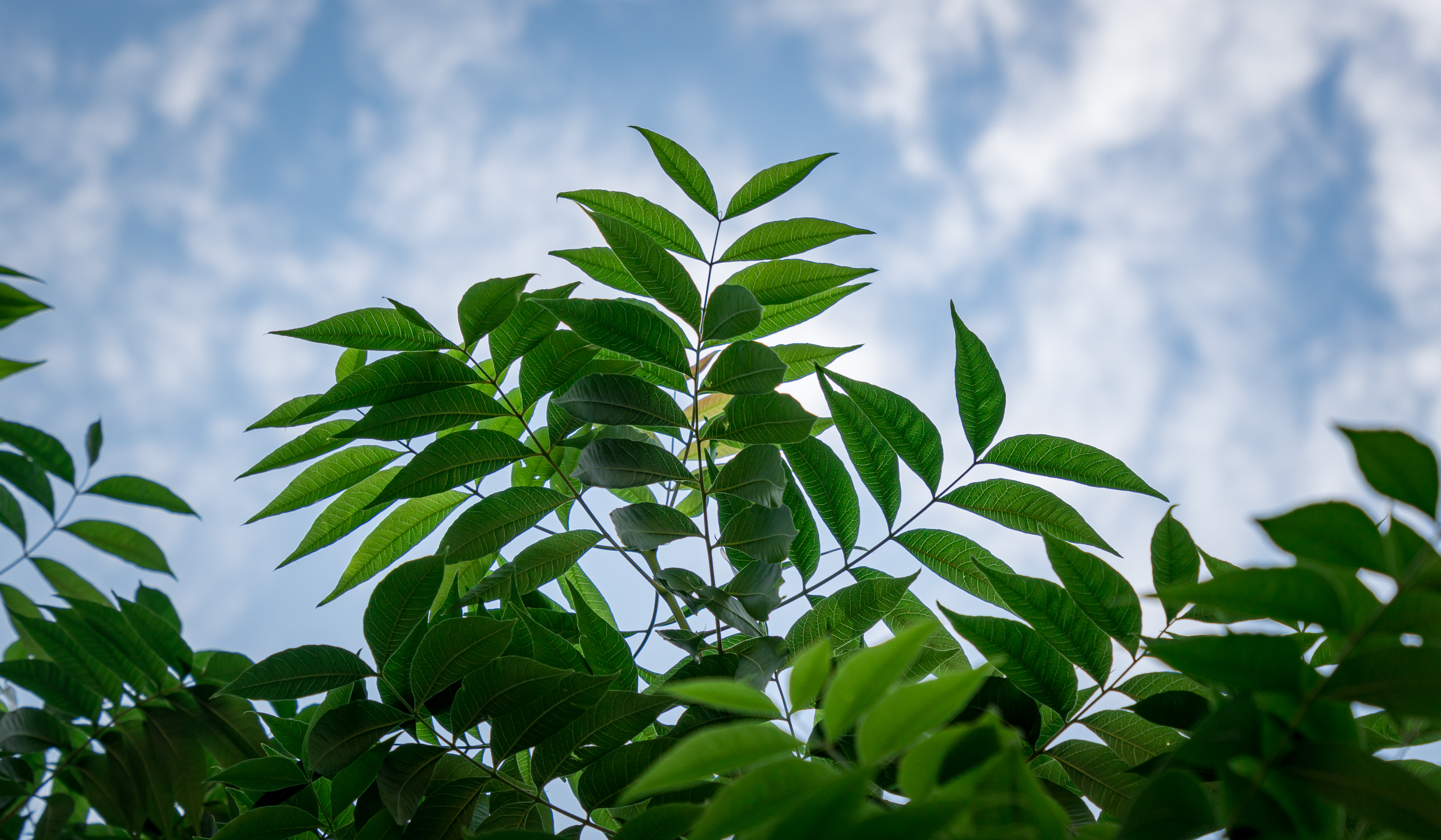 lush leaves against a cloudless sky