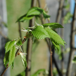 How to identify and American Elm - Casey Trees