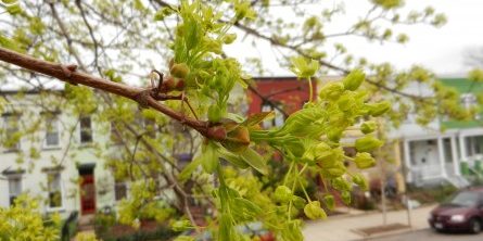 Tree Of The Month Norway Maple Casey Trees