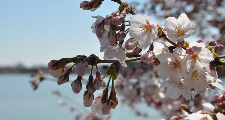 Cherry Casey Trees