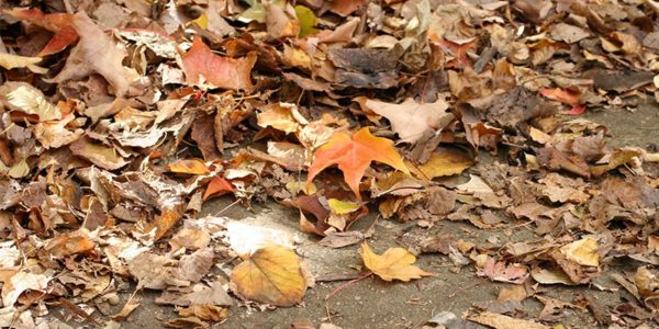DPW Fall Leaf Collection - Casey Trees