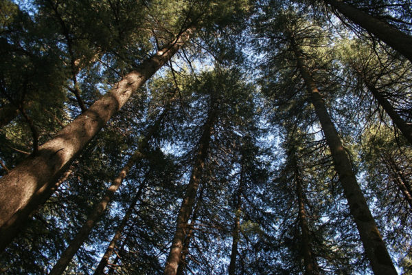 tree-of-the-month-deodar-cedar-casey-trees