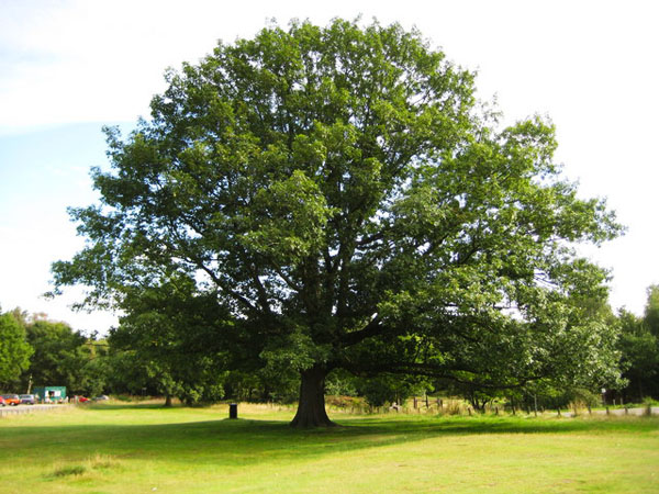 Tree of the Month: Northern Red Oak - Casey Trees