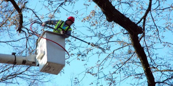 What is a certified arborist? - Casey Trees