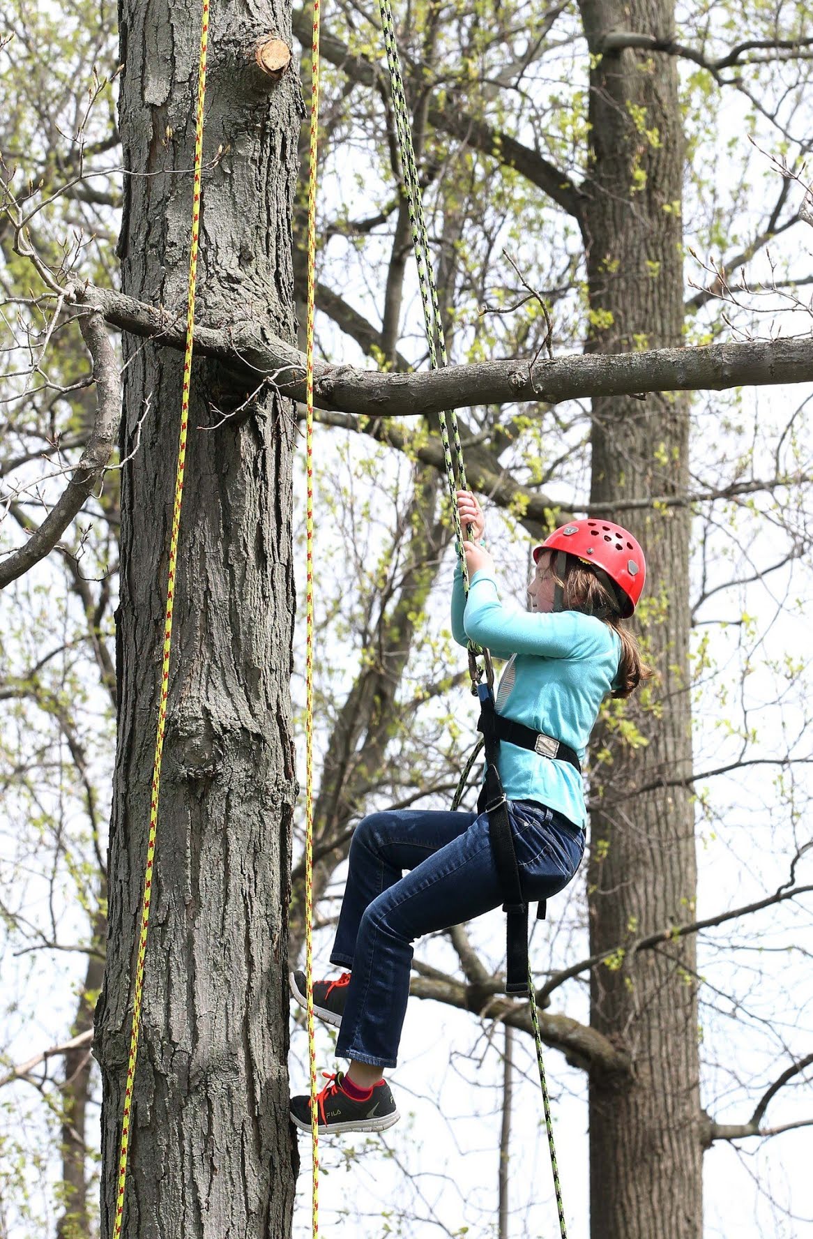 Kids Tree Climb at the U.S. National Arboretum - Casey Trees