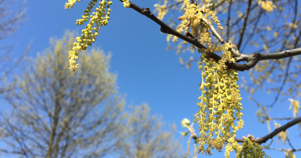 Think Pollen is Off the Charts this Year? You’re not wrong. Casey Trees