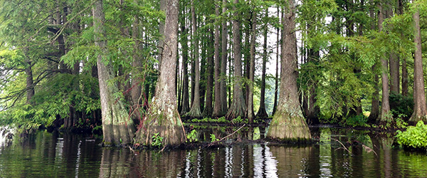 Trees That Can Tolerate Water When It S Feast Or Famine Casey Trees