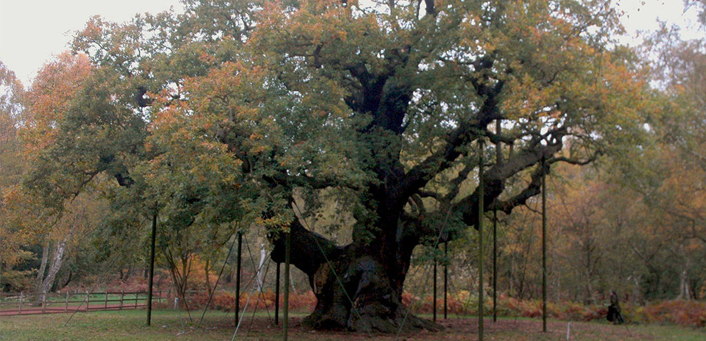 Memorable Mystical Trees - Casey Trees