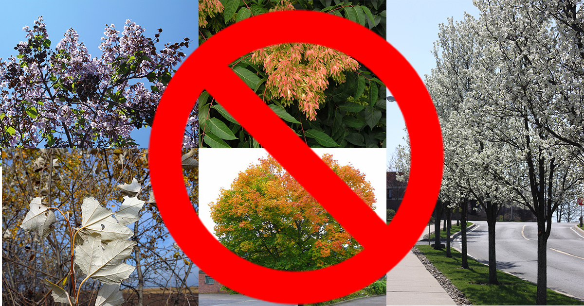 Trees You May Have, But Shouldn't - Casey Trees