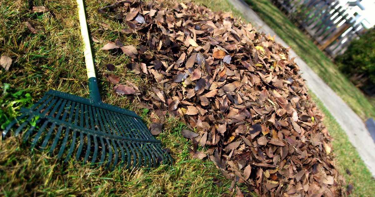 Leaf Collection Info in D.C. Casey Trees