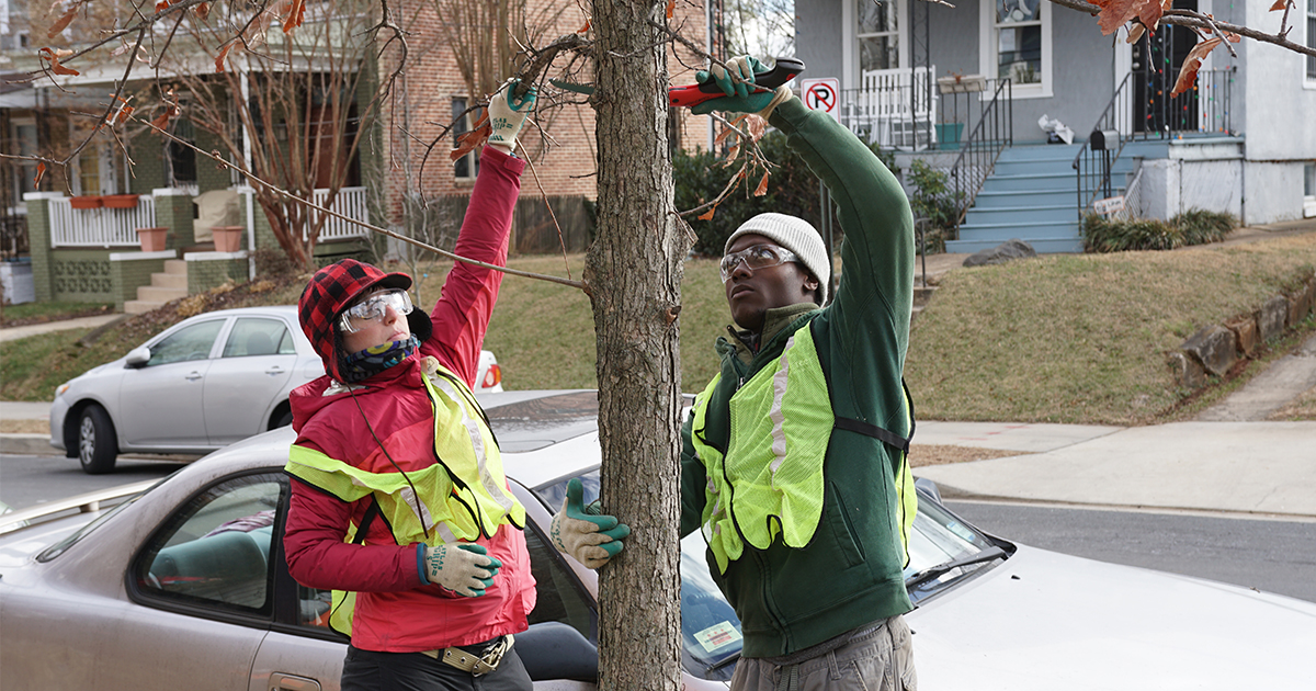 Pruning 101 Casey Trees
