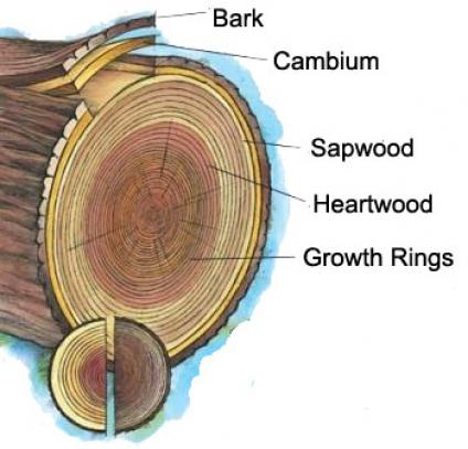 Head, Shoulders, Trees, and Toes: Tree Anatomy - Casey Trees