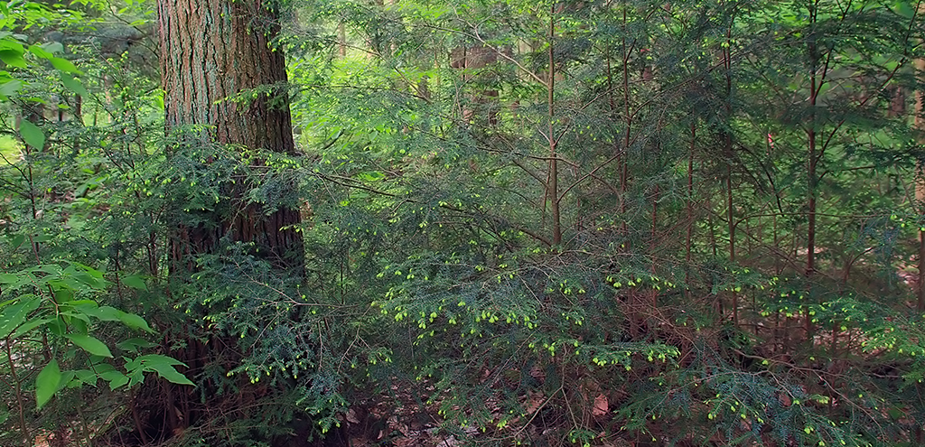 understory trees