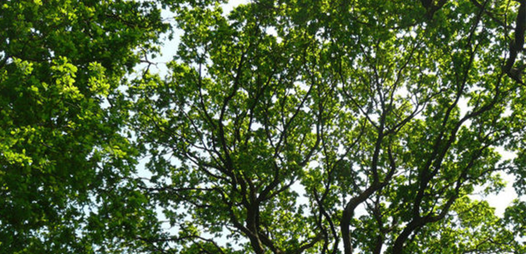 Willow tree symbolism and significance - Better Place Forests