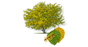 rendering of a witch hazel and its leaves