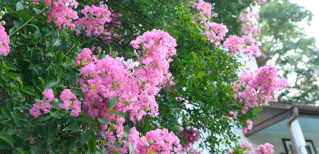 Flowering DC Trees