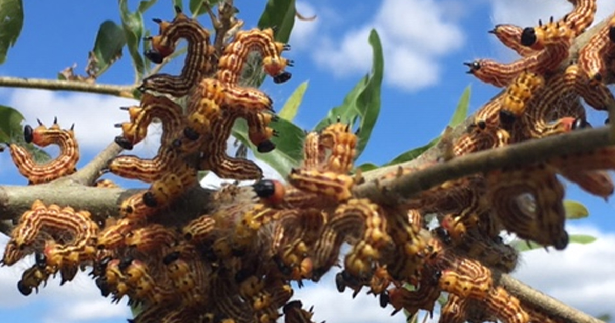Creepy Crawlies Casey Trees creepy-crawlies-casey-trees