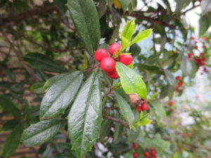 American holly leaves with red berries