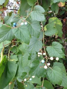  Porcelainberry