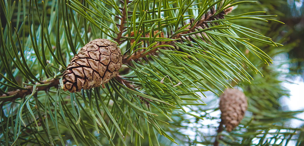 where do coniferous trees grow