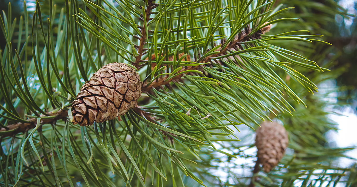 Tell the Difference Between Spruce and Pine Trees - Casey Trees