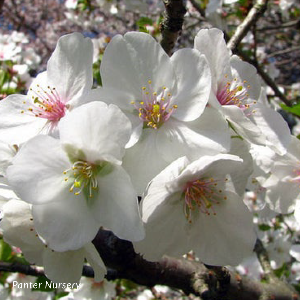Snow Goose Flowering Cherry | Prunus 'Snow Goose'