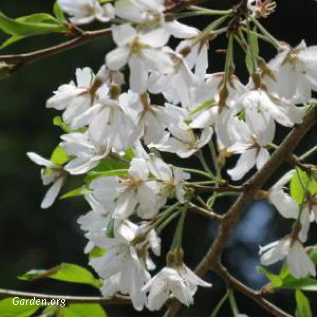 Usuzumi Cherry | Prunus spachiana f. Ascendes*+