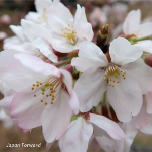 Yoshino Cherry | Prunus x yedoenis