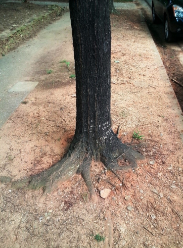 Figure 2: Pictures of Urban Tree Stressors : Compact Soil