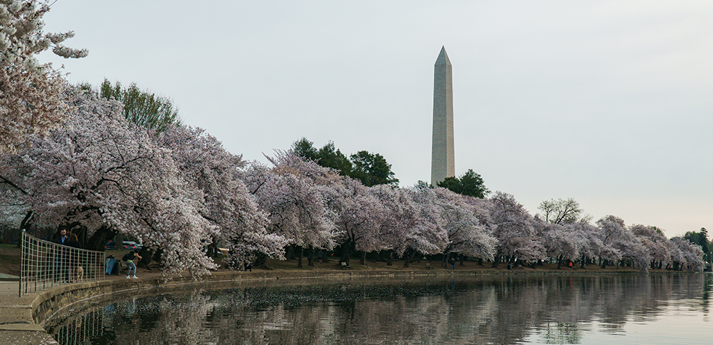 The Washington Monument with Blossoms all around.