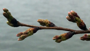 Stage Three: Extension of Florets. This usually happens from mid- to late March. (Courtesy National Mall NPS via Twitter)