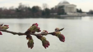 Stage Four: Peduncle Elongation. This unusually named stage typically happens at the end of March. (Courtesy National Mall NPS via Twitter)