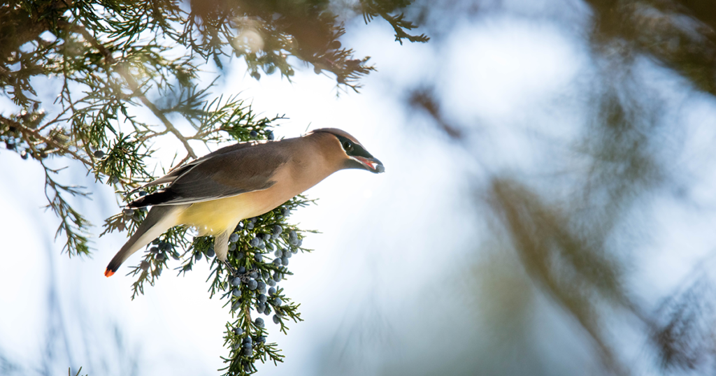 Support Bird Safe Building Legislation - Casey Trees