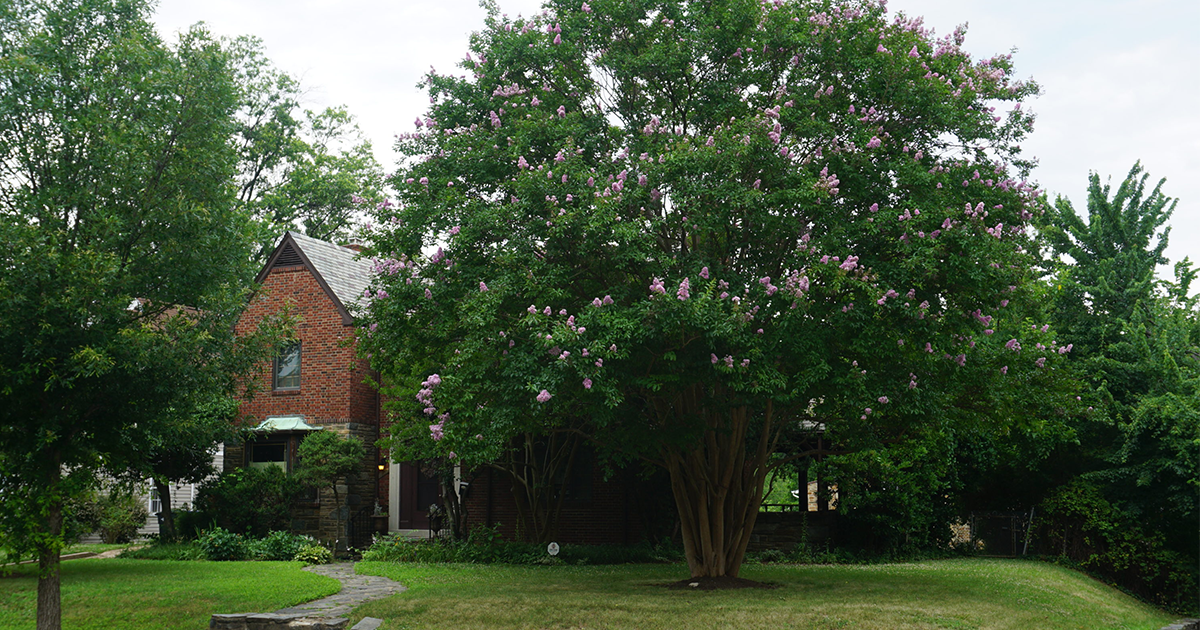 Late Blooming Trees to Spice Up Your Summer Casey Trees