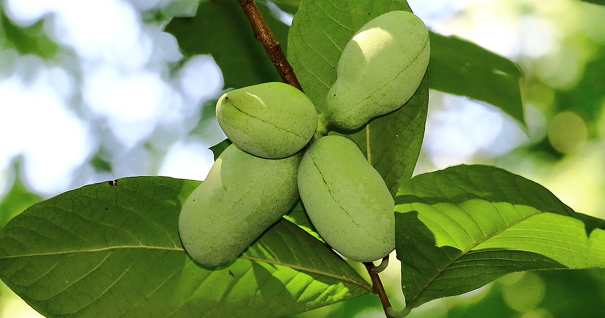 Pawpaws Have Arrived. How to Spot One Near You! Casey Trees