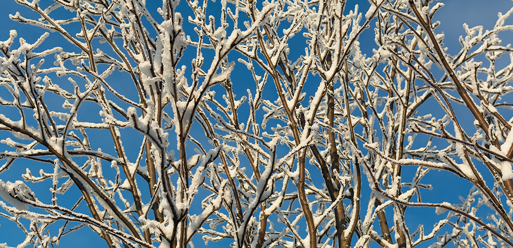 Winter Tree Care: Tips for the Season