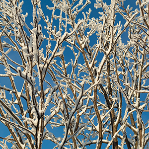 many tree branches covered in snow